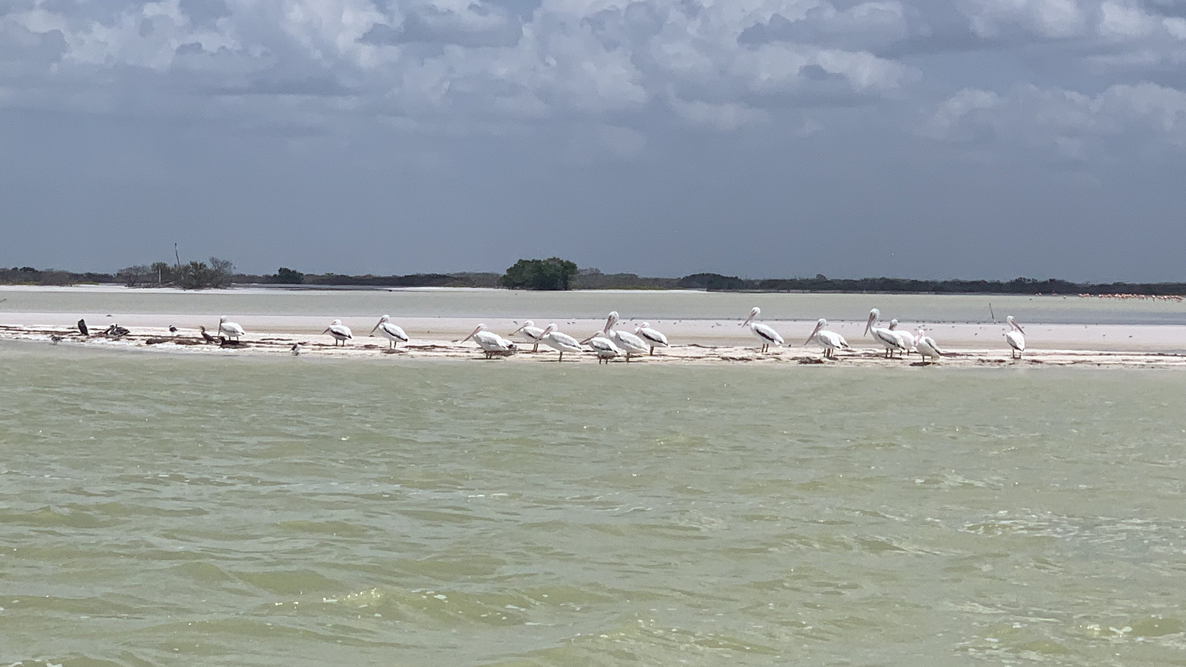 Groupe de pélicans sur un banc de sable à Rio Lagartos