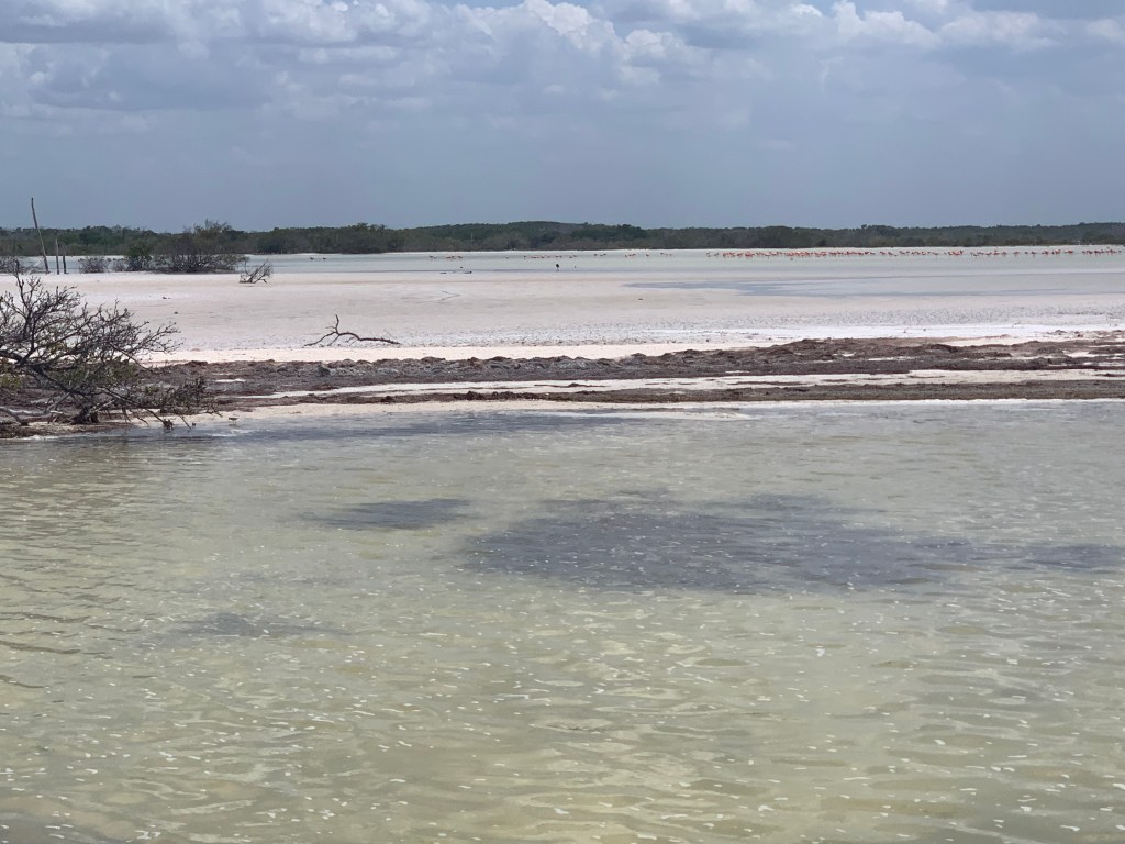 Rio Lagartos bande de sable et flamants roses en fond