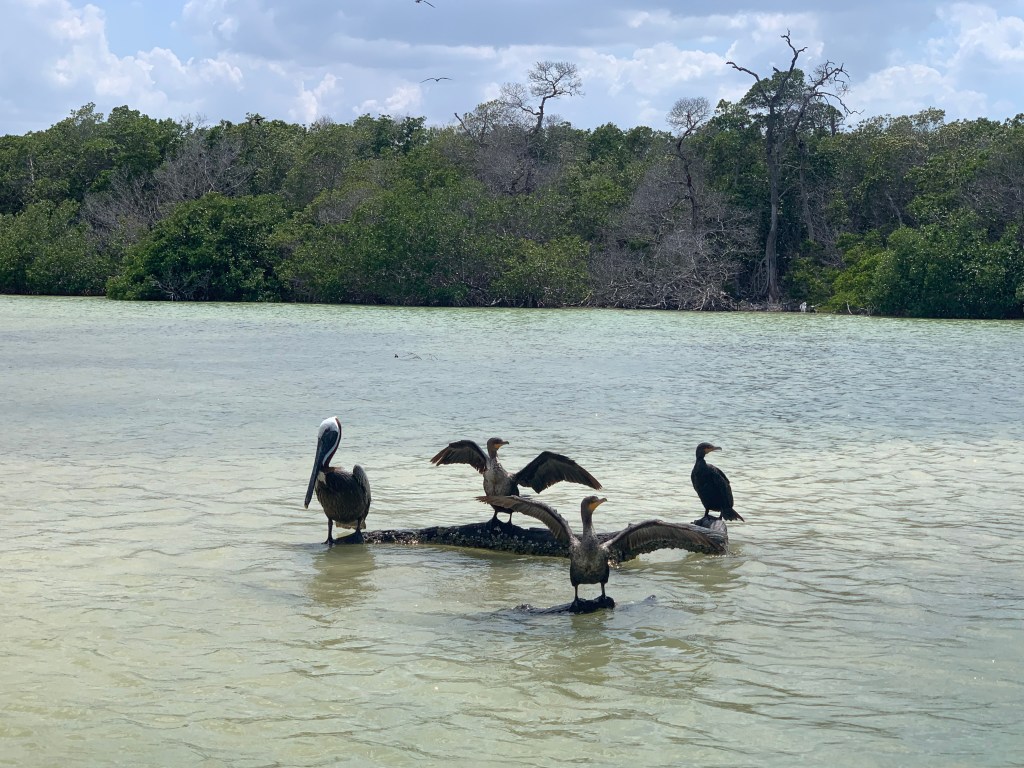 3 cormorans et 1 pélican posés sur tronc d'arbre dans l'eau de Rio Lagartos, arbres en fond