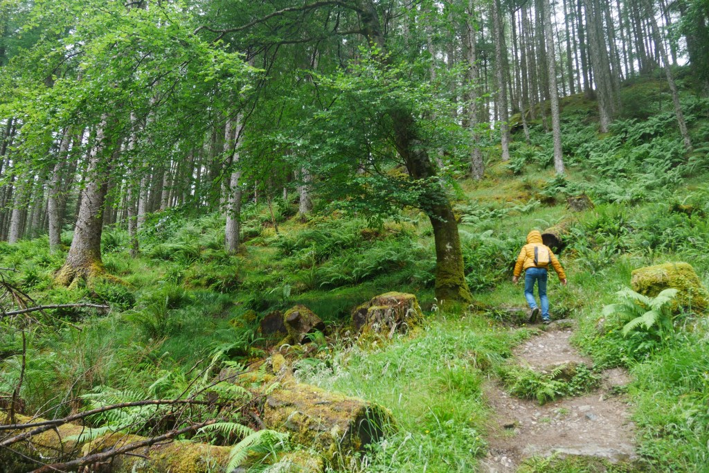 Foret randonnée vallée de Glencoe