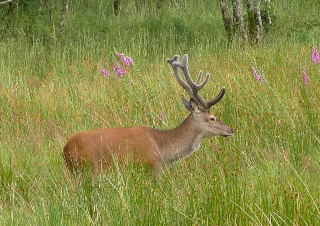 Cerf dans une prairie Ecosse