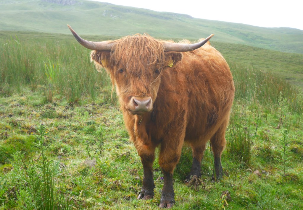 vache écossaise