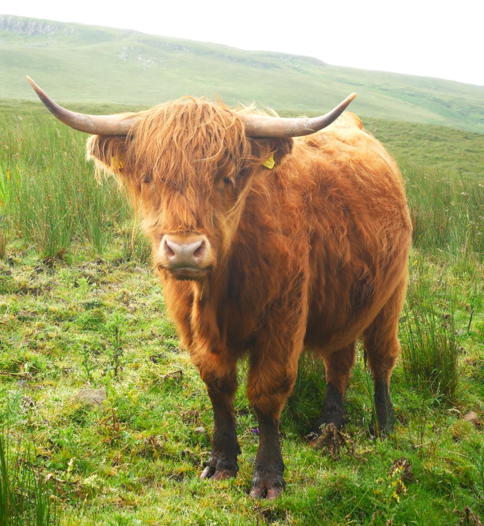 vache écossaise