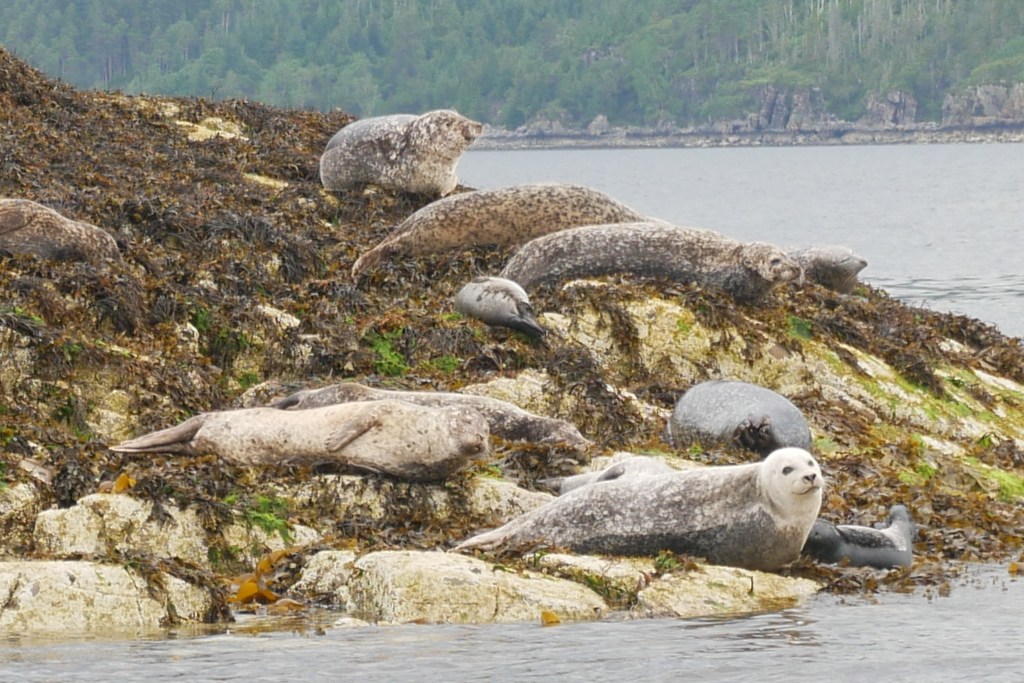 Phoques Plockton Ecosse