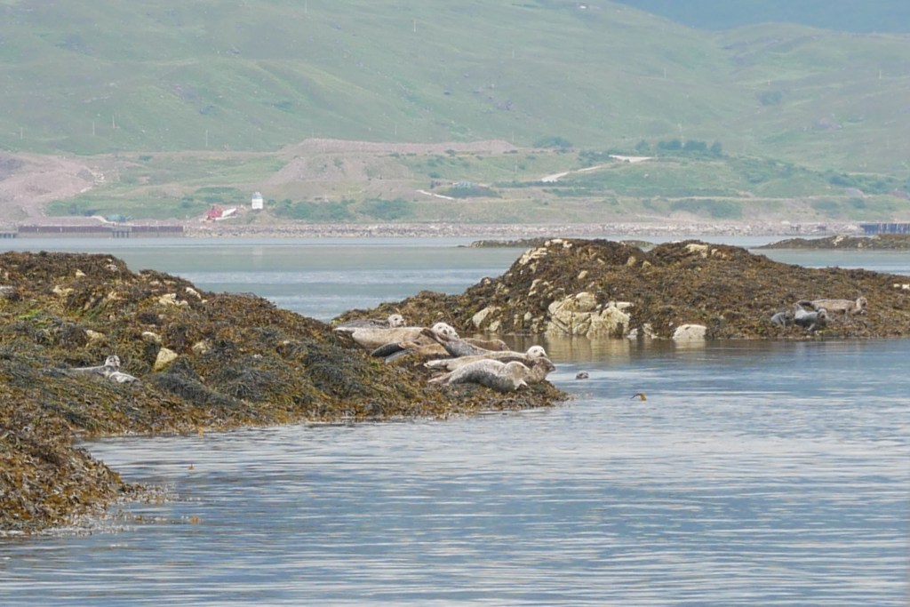 phoques Plockton Ecosse