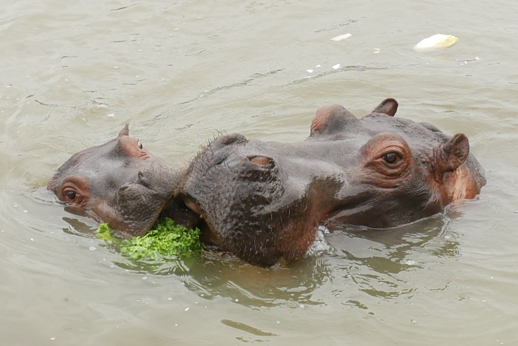 hippopotames maman avec son bébé