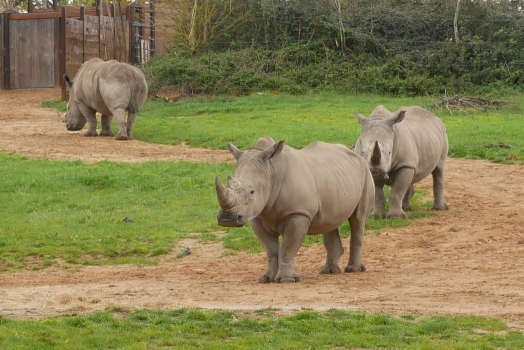 3 rhinocéros Le Pal