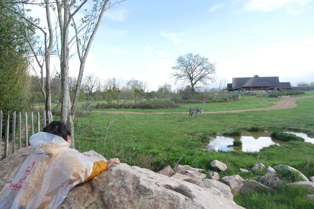 enfant regardant savane avec zèbre au zoo Le Pal