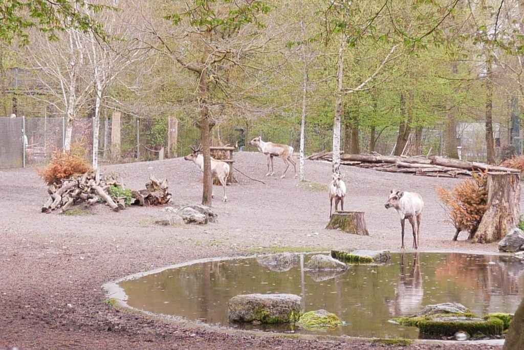 Rennes Dählhölzli zoo Berne