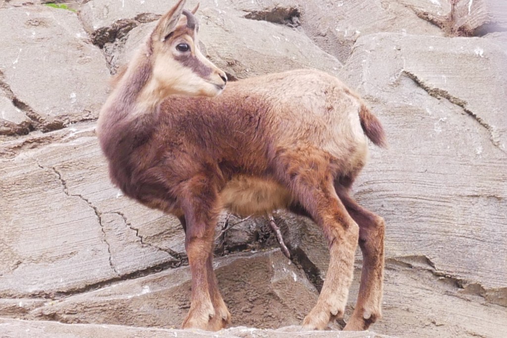 Chamois