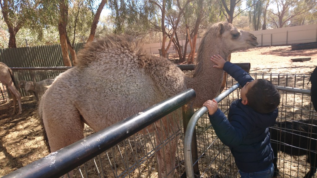 Dromadaire Camel Farm Ayers Rock Australie