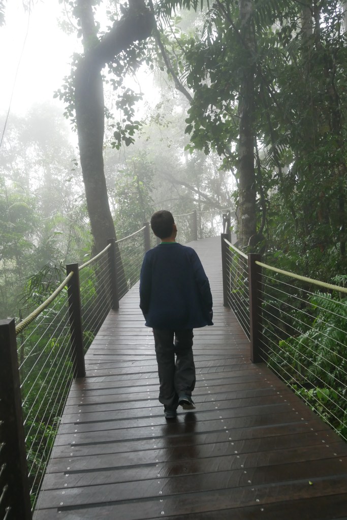 Enfant sur passerelle dans la forêt Daintree