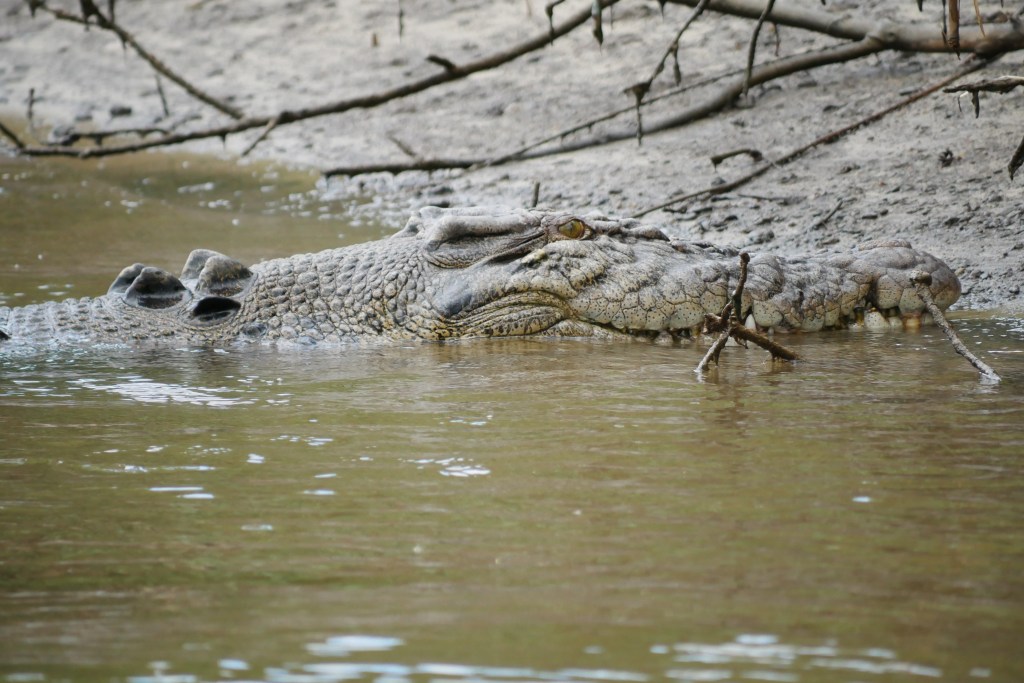 Crocodile Daintree river
