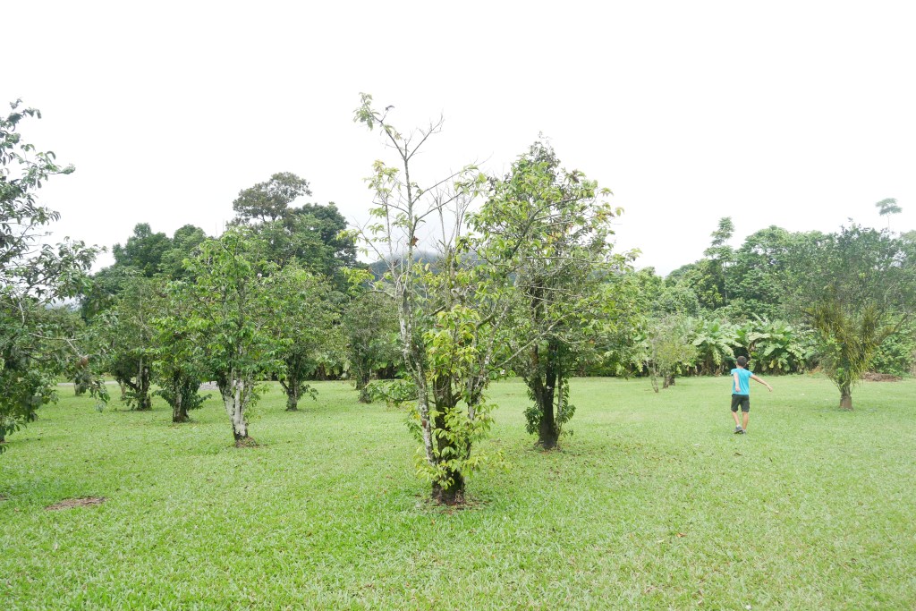 Verger daintree icecream company