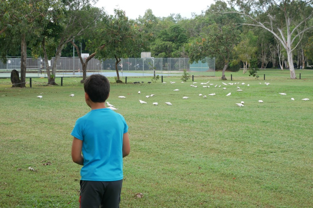 Enfant regardant groupe de  cacatoes dans un pré