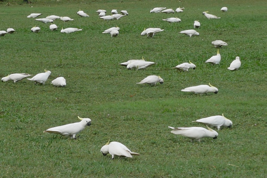 Nombreux cacatoes dans l'herbe