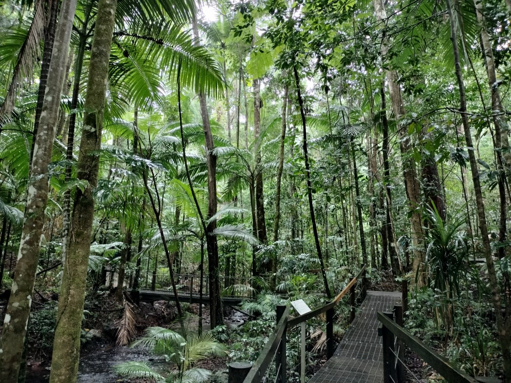 Passerelle dans la forêt Daintree discovery center