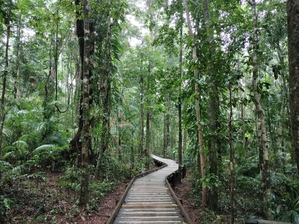 Jindalba boardwalk daintree rainforest