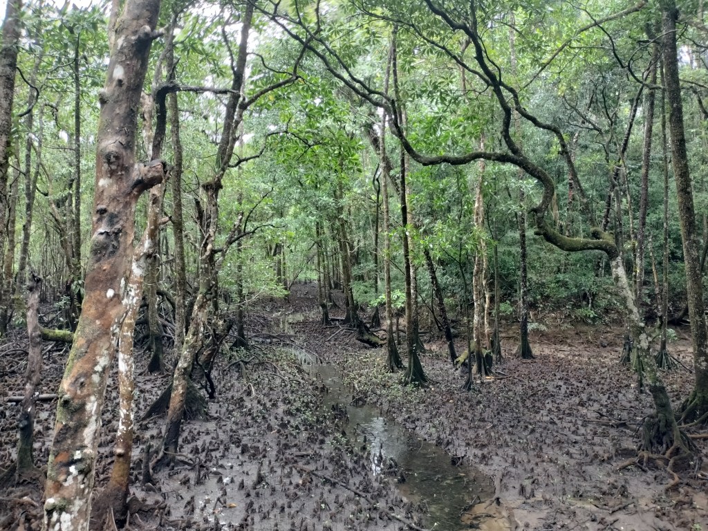 Mangrove daintree madja boardwalk