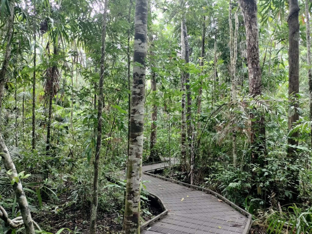 Dubuji boardwalk cap tribulation