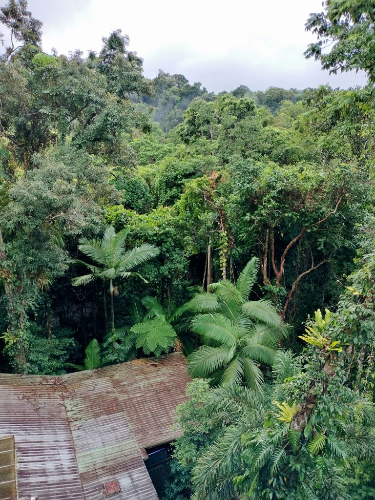 Forêt vue du haut Daintree discovery center