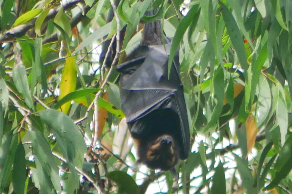 Flying fox