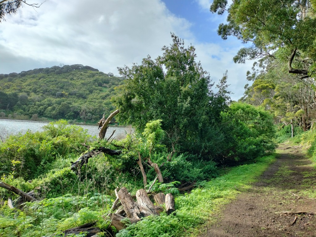 chemin de randonnée au bord du lac tower hill wildlife reserve