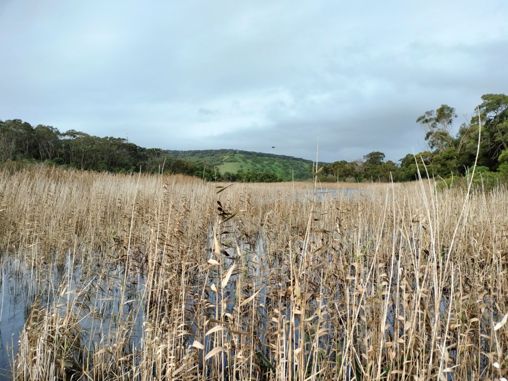 roseaux marais tower hill wildlife reserve