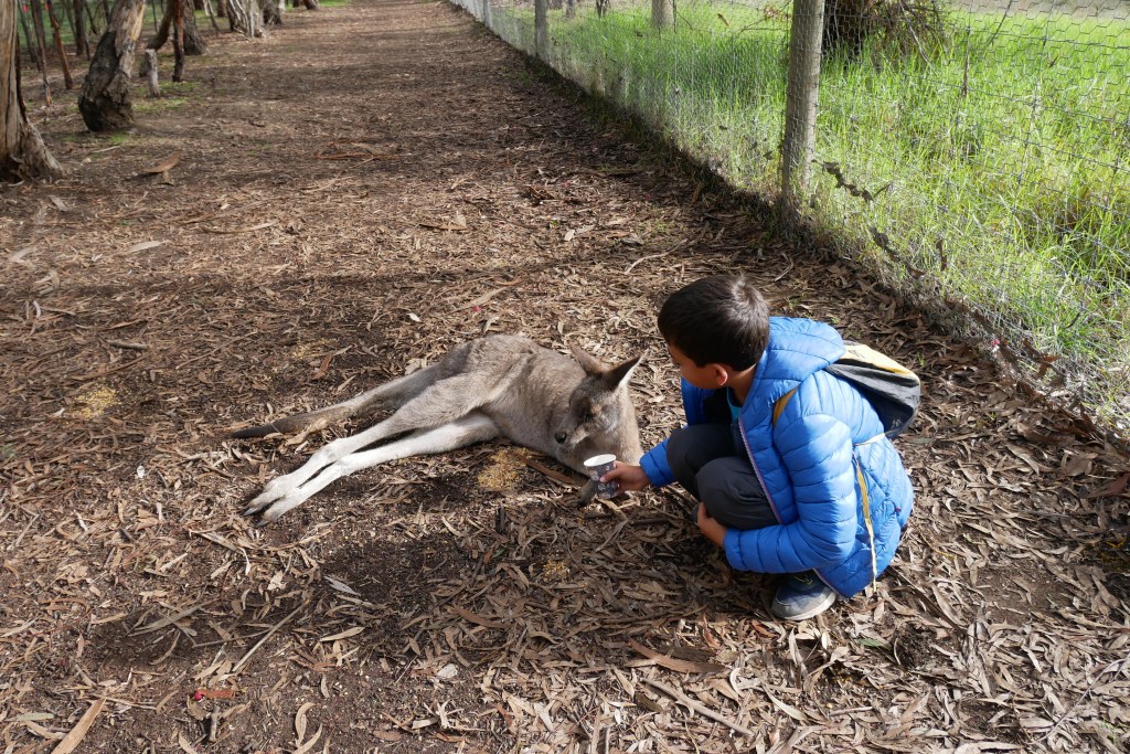 enfant donnant à manger à un kangourou couché à Narana Cultural Center