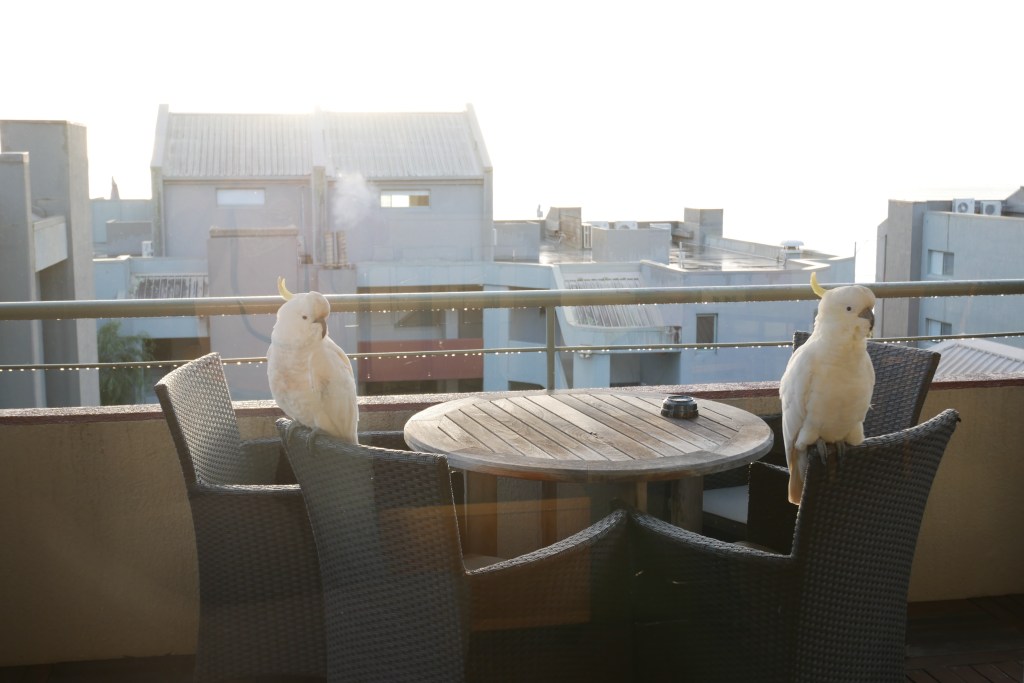 cacatoes sur des chaise sur un balcon Lorne