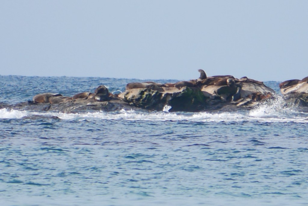Phoques sur les rochers Marengo Reef