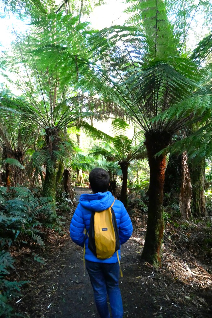 Enfant enoturé de fougères Maits Rest Australie