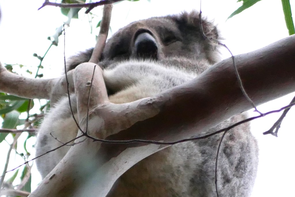 koala sur une branche