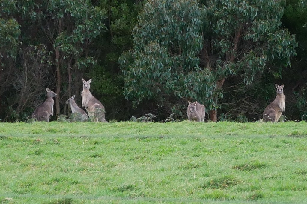 cinq kangourous dans un pré, arbres en fond