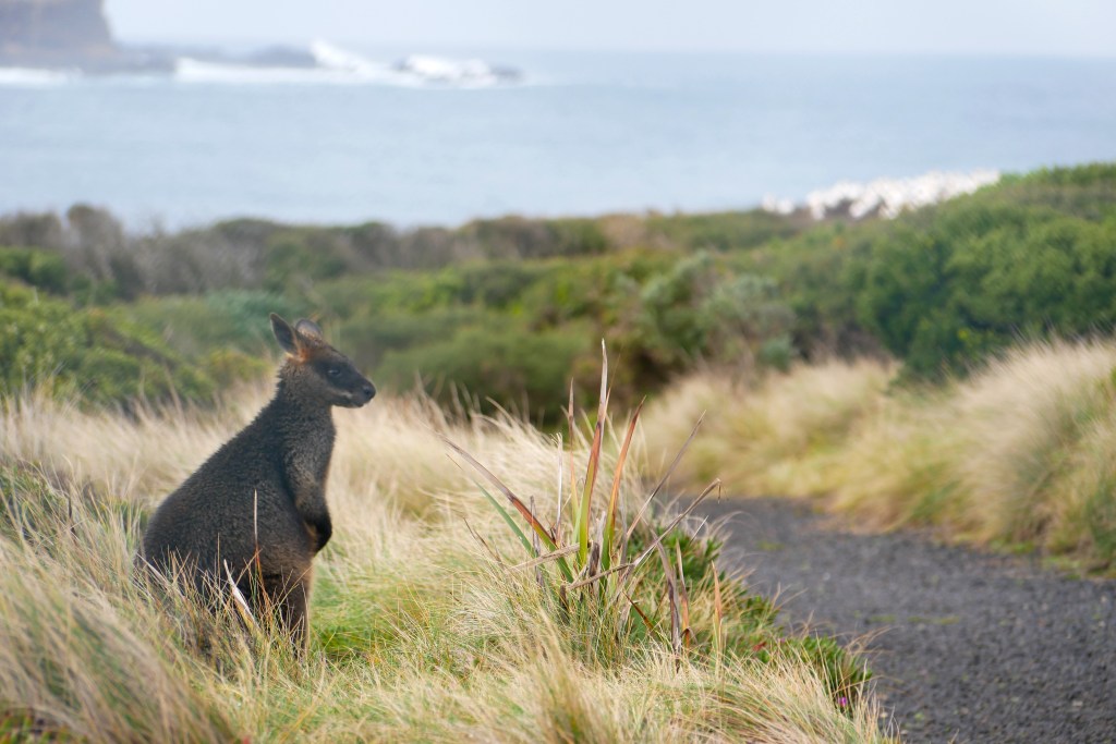 wallaby dans les hautes herbes au bord d'un chemin