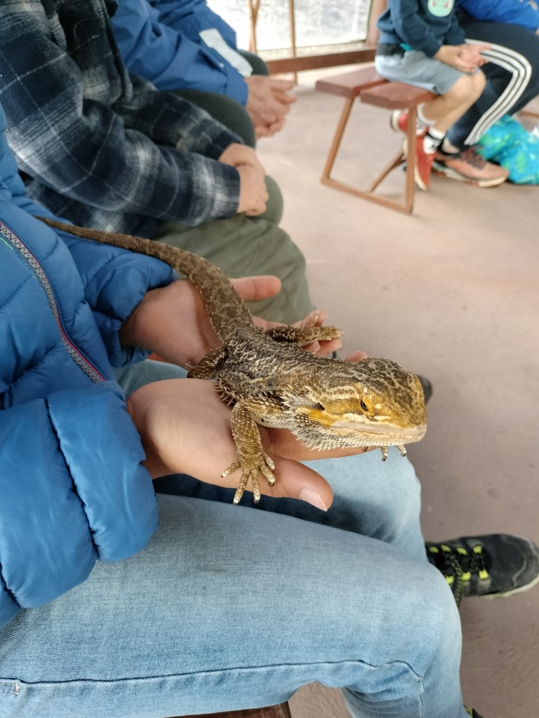 enfant avec lezard dans les mains kangaroo island raptor domain