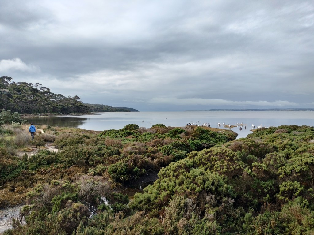 pélicans dans le lagon american river kangaroo island