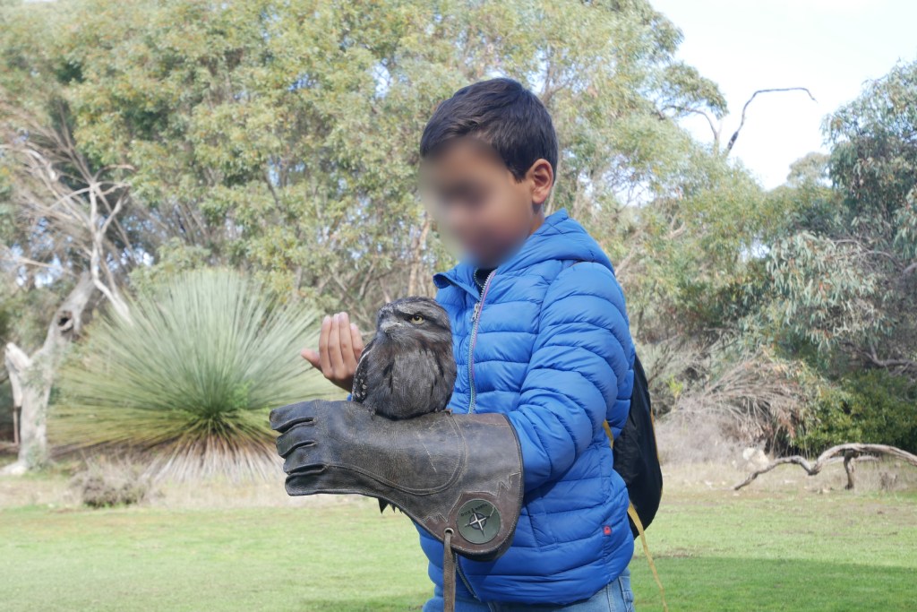 enfant avec oiseau sur le bras kangaroo island raptor domain