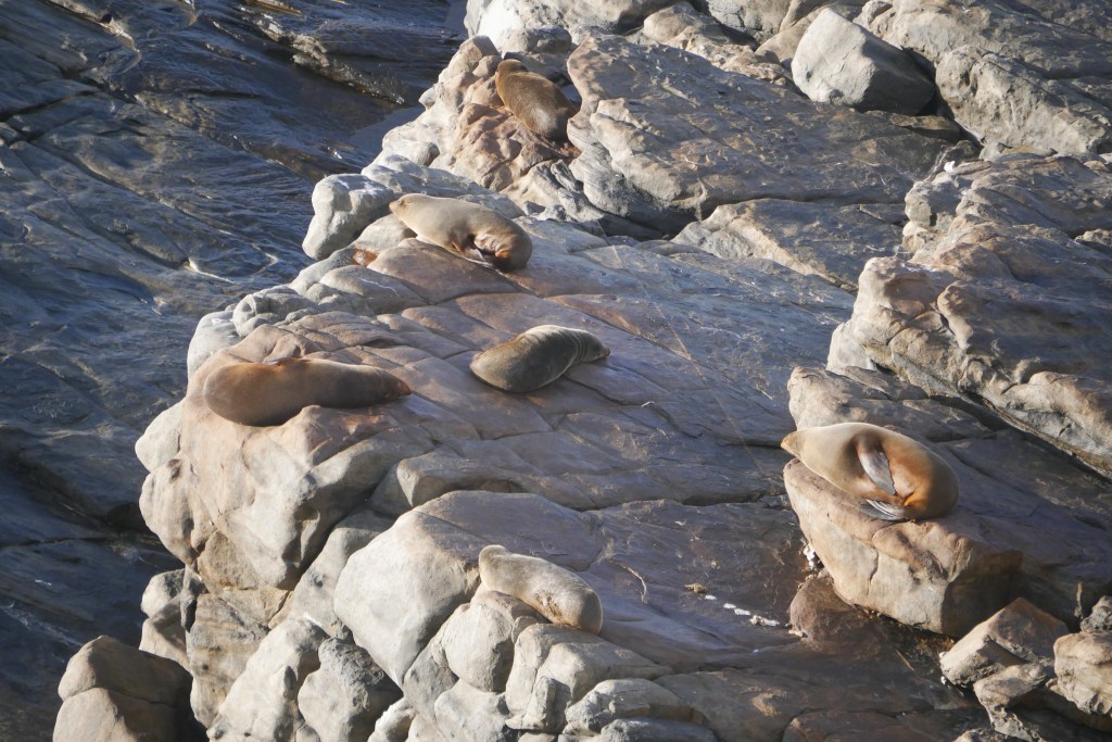 phoques dormant sur les rochers à admiral arch kangaroo island