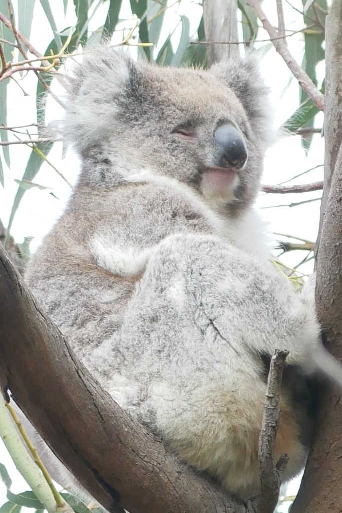 koala kangaroo island