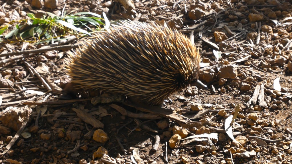 échindné kangaroo island