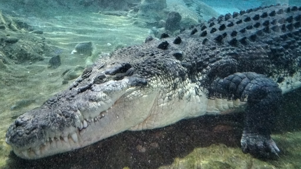 Crocodile aquarium Sea Life Melbourne