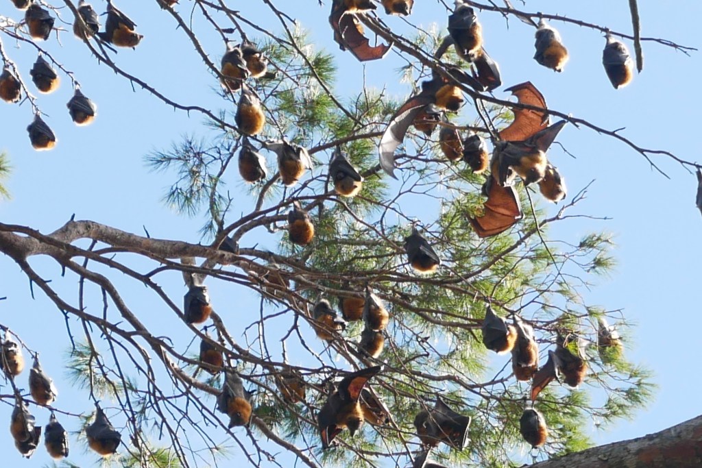 Chauves-souris suspendues aux branches d'un arbre Adelaide Australie