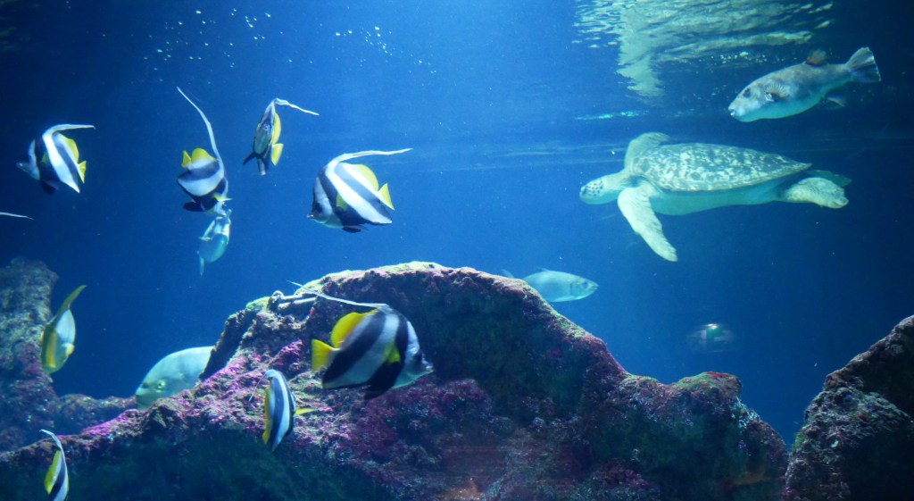 Aquarium de La Rochelle