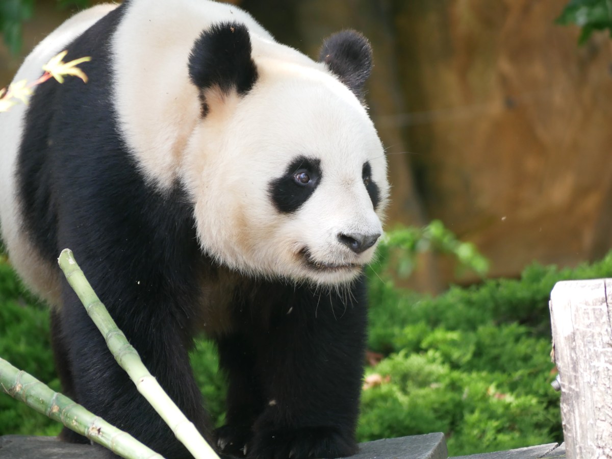 Visiter le zoo de Beauval en famille : guide et&nbsp;conseils