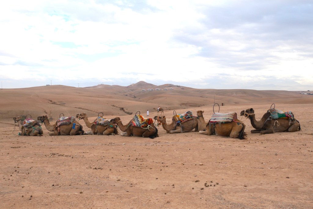 Dromadaires Scarabeo camp Agafay Maroc