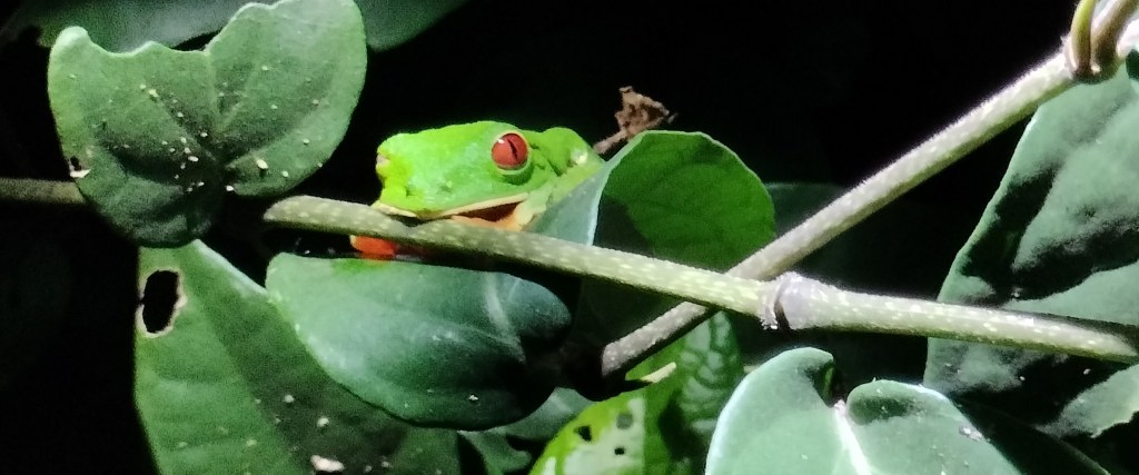 Grenouille aux yeux rouge tour de nuit Tortuguero Costa Rica