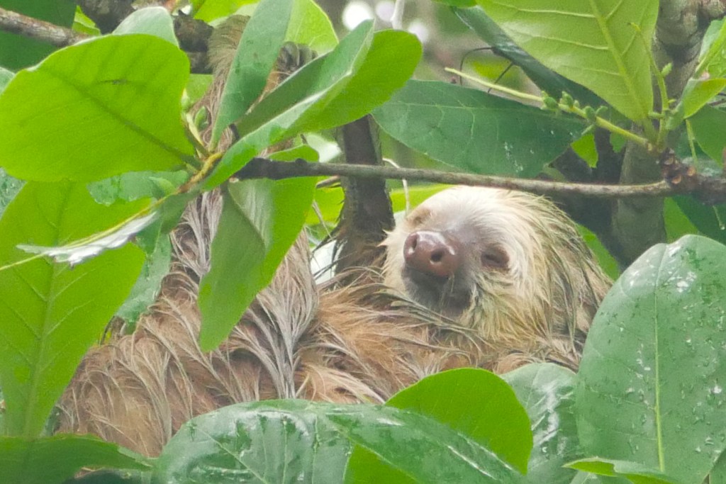 Paresseux Playa negra Cahuita Costa Rica