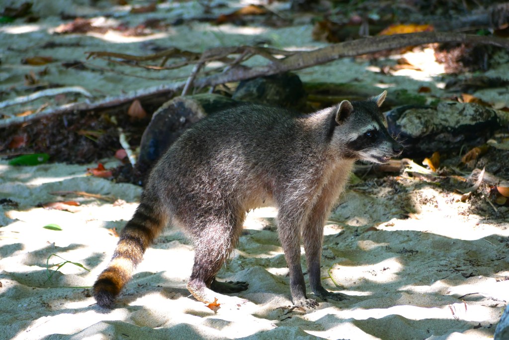 Raton laveur Playa Blanca Cahuita Costa Rica