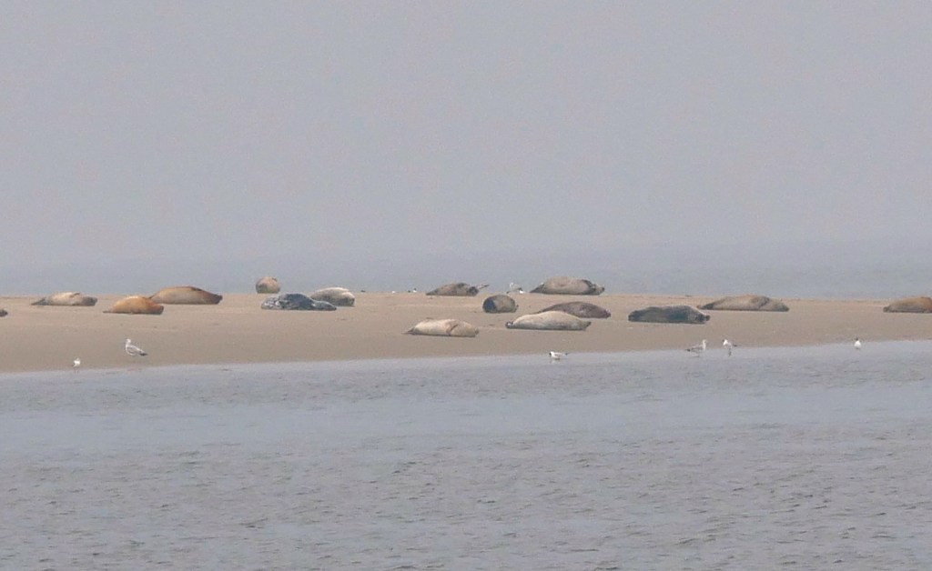 Phoques plage de Renesse